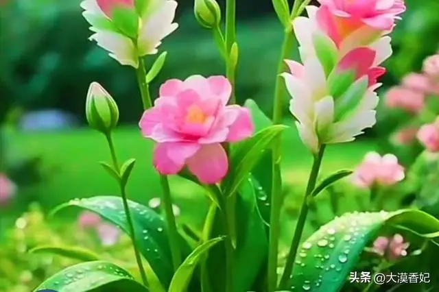 张雪峰：唯一一个就业很容易而且不卷，工资还不错的专业