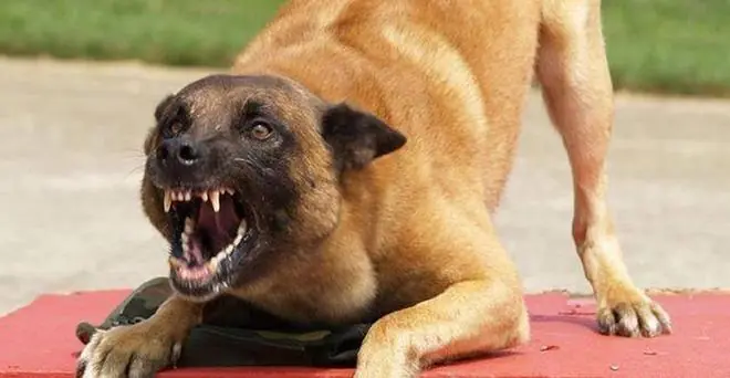为何狂犬病毒致死率是99.99%，不是100%，谁幸运活下来了？