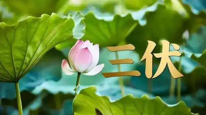7月15日入伏，不出意外的话今年三伏将出现这5种现象，与往年不同