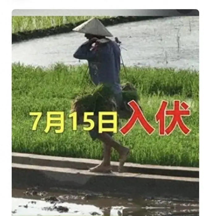 7月15入伏，不出意外今年三伏将出现这5个现象，与往年不同
