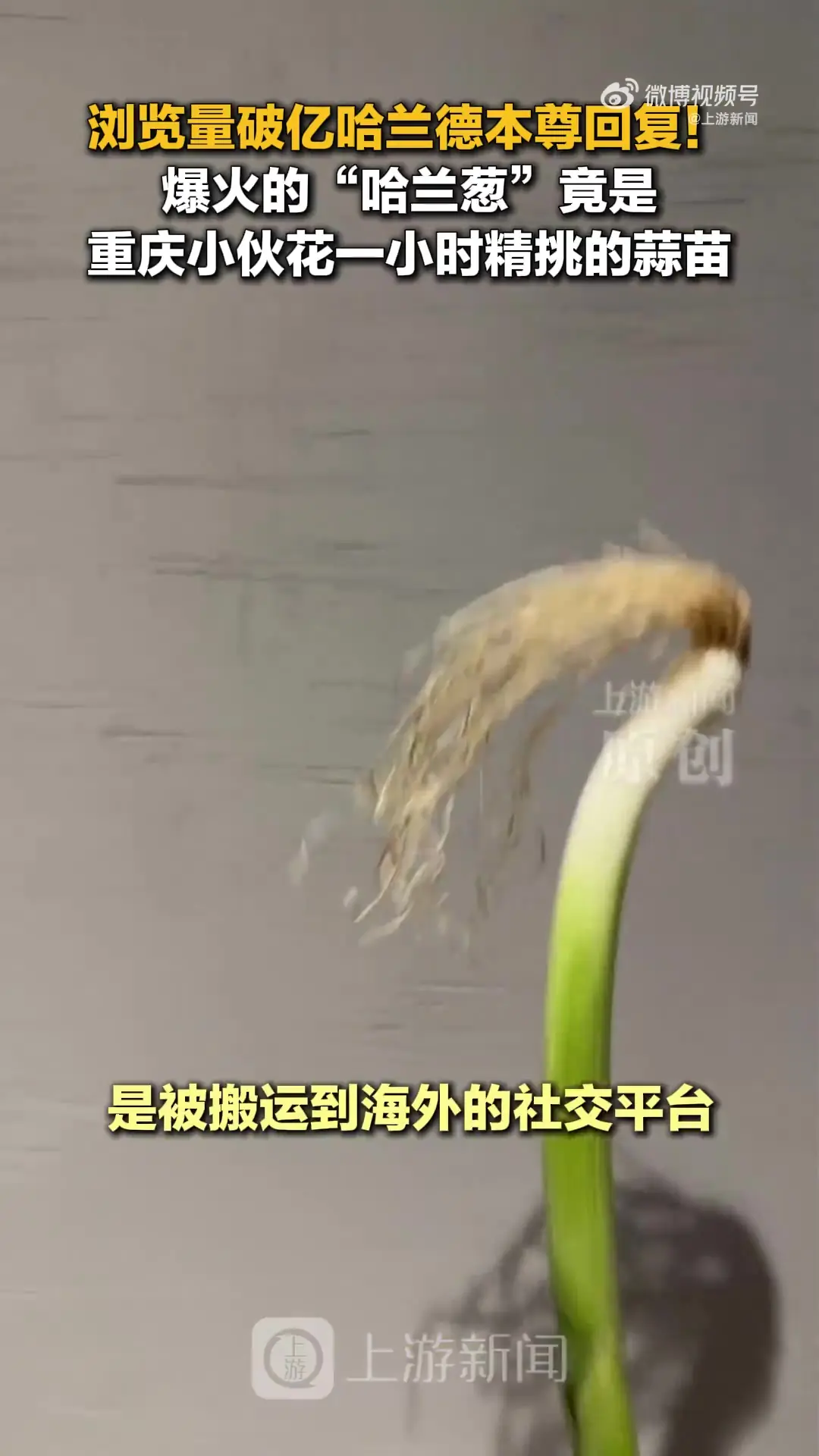 cos哈兰德的是蒜苗不是葱！重庆小伙才是原作者 视频被偷浏览破亿