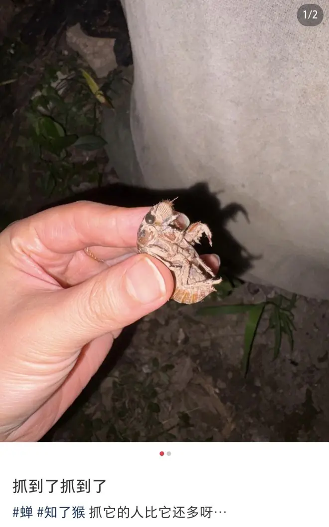 240元/斤，男子半夜不睡觉，钻进树林抓了一大盆，近期泛滥，有人一夜收入过万