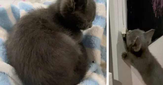 两个月大猫咪吞下整罐金枪鱼,铲屎官吓到送医,兽医检查结果让人哭笑不得