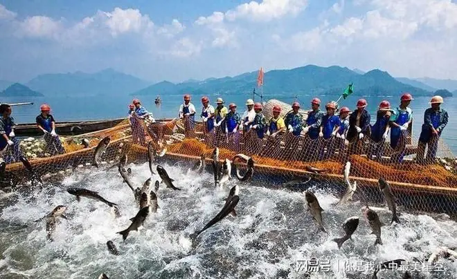 千岛湖的＂毒计＂：曾每年投放千万尾鲢鳙，不仅仅为了养出有机鱼