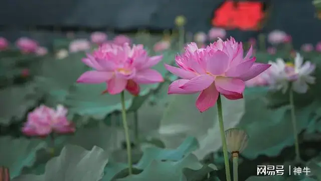 明日六月初一，记得：1衣不穿，2物不吃，4事不做，平安顺利入伏