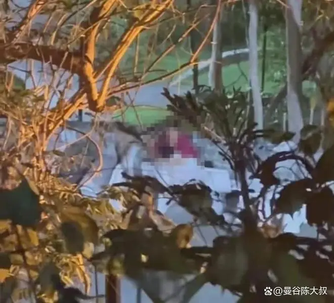 泰国芭提雅情侣在公园内发生性行为，视频疯传网络，警方展开调查