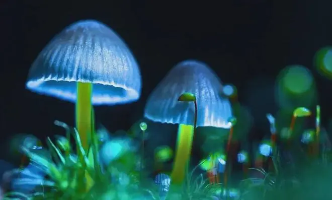 奇迹！80岁重度阿尔茨海默老妇，吃了一口蘑菇后竟然好了几周？